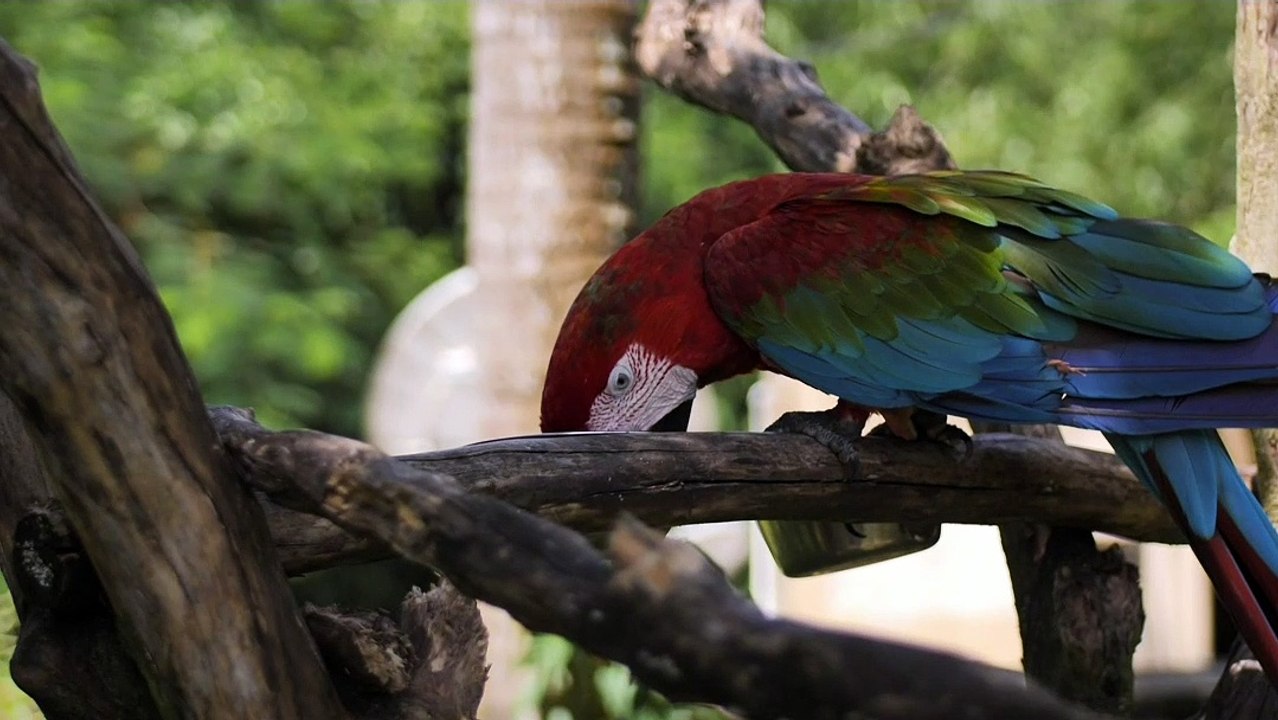 Cute parrot