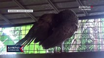 Beternak Burung Merak Yang Menguntungkan