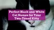 Perfect Black and White Cat Names for Your Two-Toned Kitty