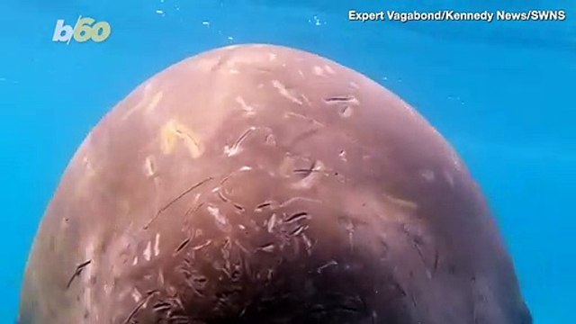 Must See! This Is the Moment a Penguin Escapes a Killer Whale by Jumping Onto Tour Boat