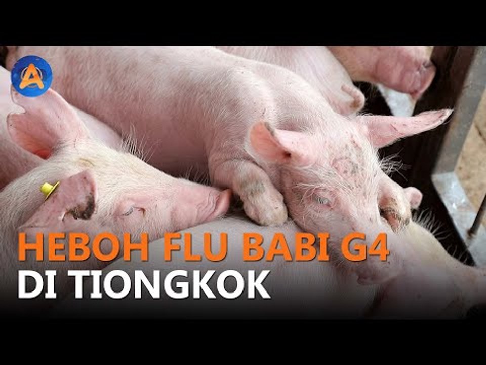 BELUM USAI COVID-19, HEBOH FLU BABI G4 DI TIONGKOK