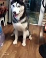 husky still has problems with shaking