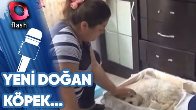 Yeni Doğan Köpek Anne Diyor