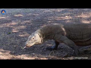 HEBOH! KOMODO HADANG TRUK PROYEK JURASSIC PARK