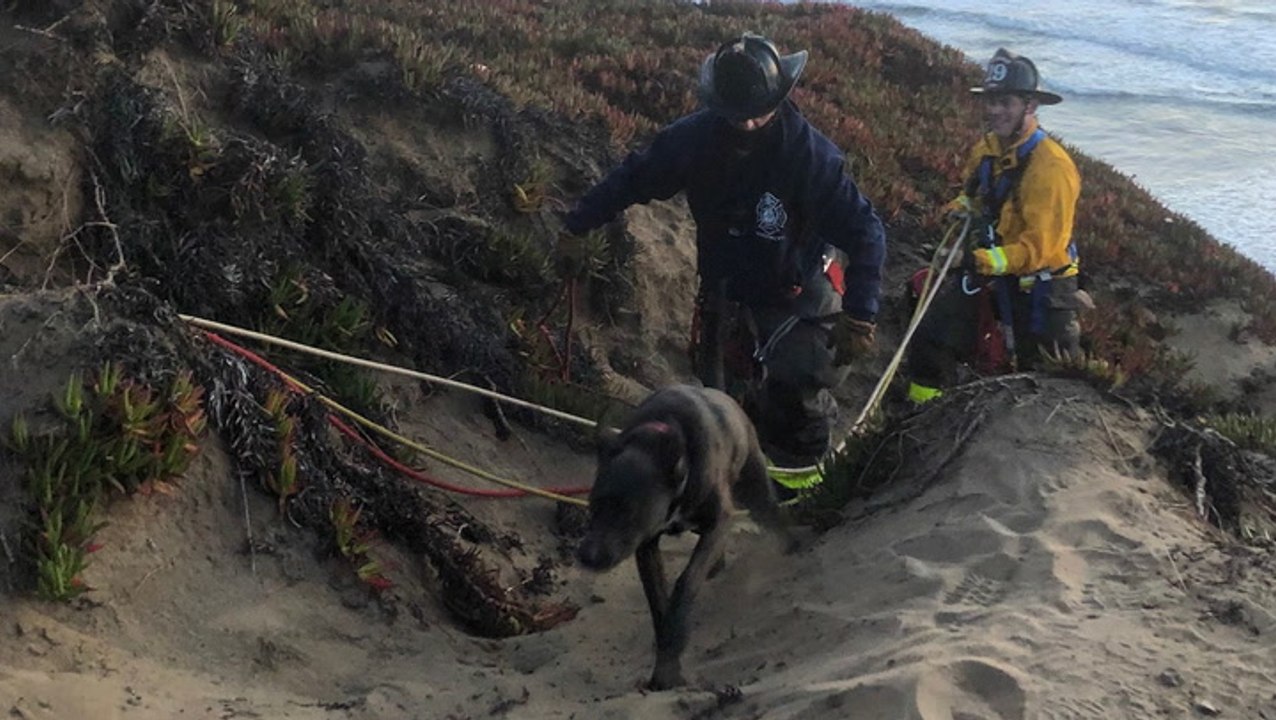 Dog rescued from cliff in San Francisco