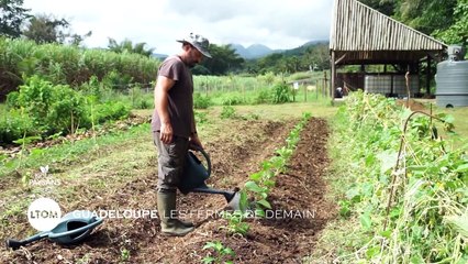 Guadeloupe - Les fermes de demain