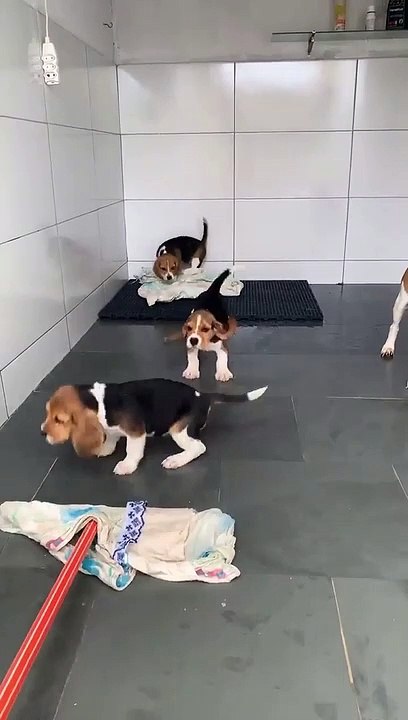 A Bunch of Beagles Dance with Broom