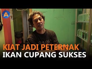 KISAH SUKSES ERIYANDI BUDIMAN, SENIMAN JADI PETERNAK IKAN CUPANG