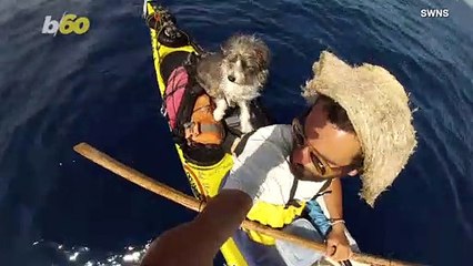 An Adventure at Sea with This Adorable Stray Dog and a Spanish Kayaker