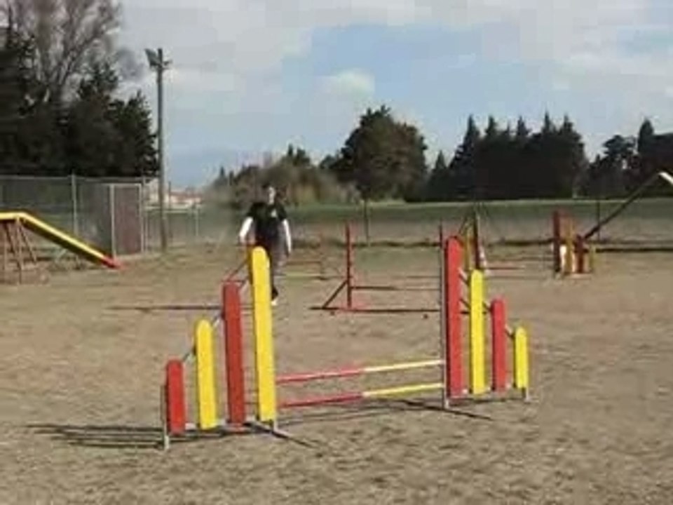 Brooklyn en séance agility