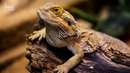 How Does This Sea Slug Detach Its Head and Regenerate a Brand New Body?