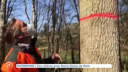 PATRIMOINE / Des chênes pour Notre-Dame de Paris