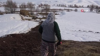 70 yaşındaki Safiye nine, 10 kişinin yapamadığı işi tek başına yapıyor