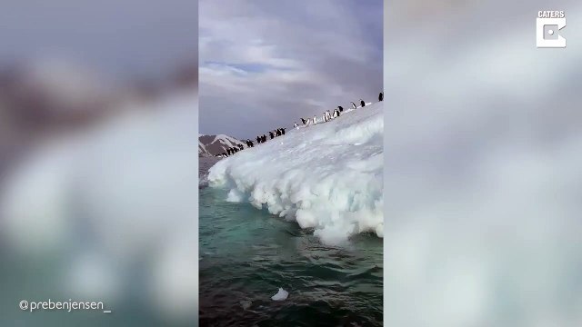 Des dizaines de pingouins plongent du haut d'un iceberg... Mieux que le parc Astérix