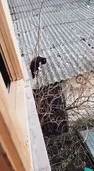 Ce chat a une technique très spéciale pour rentrer à la maison