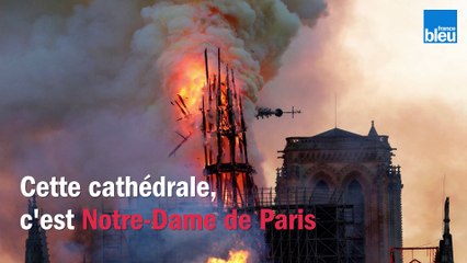 Une cinquantaine de chênes alsaciens prêts à être usinés pour la cathédrale Notre-Dame de Paris