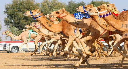 Camel Race