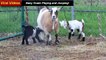 Baby Goats Playing and Jumping, Baby Goats Videos