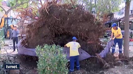 Asırlık çınar işte böyle devrildi