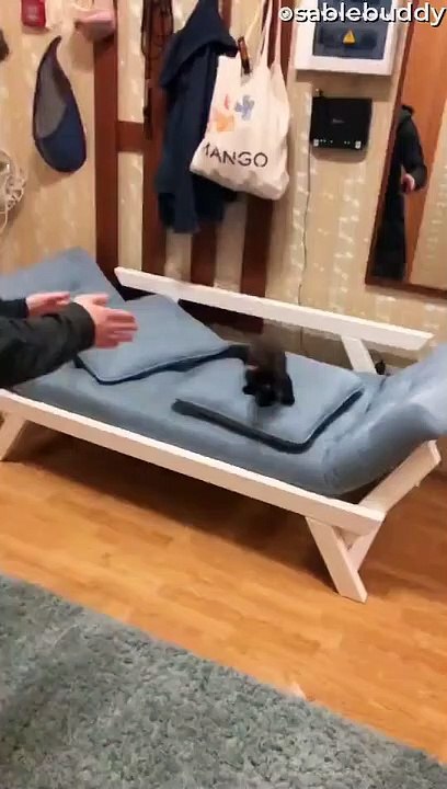 Buddy the Sable Cat Boomerang