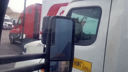 Cat Wakes Up Truck Stop by Sitting on Horn