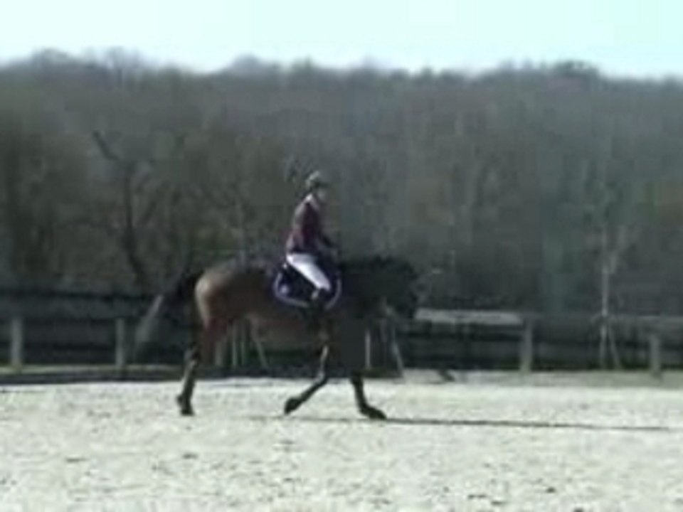 Ovatio ( 2002 )horse for sale by cincaba rouge / Uriel