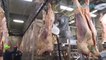 Amazing modern giant beef processing factory  || Incredible farming technology beef meat cutting skill