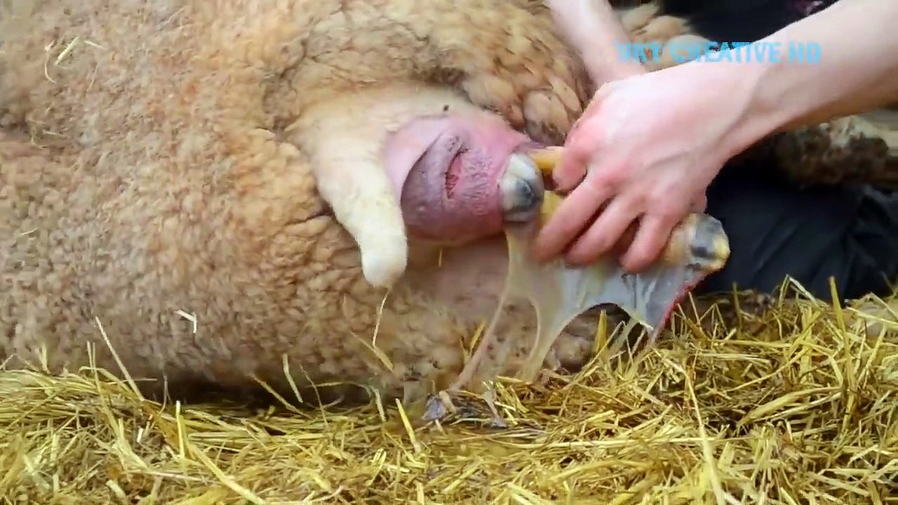 Incredible modern sheep & lamb processing factory I ever seen ||Amazing automatic farming technology