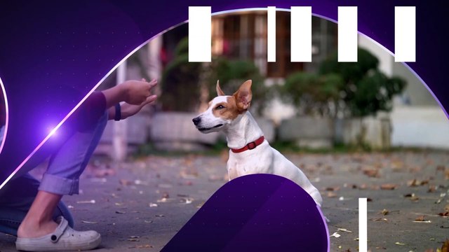 Ellos son Bigotes y Zeus , los gatos que llenan de amor a Hanny Vizcaino