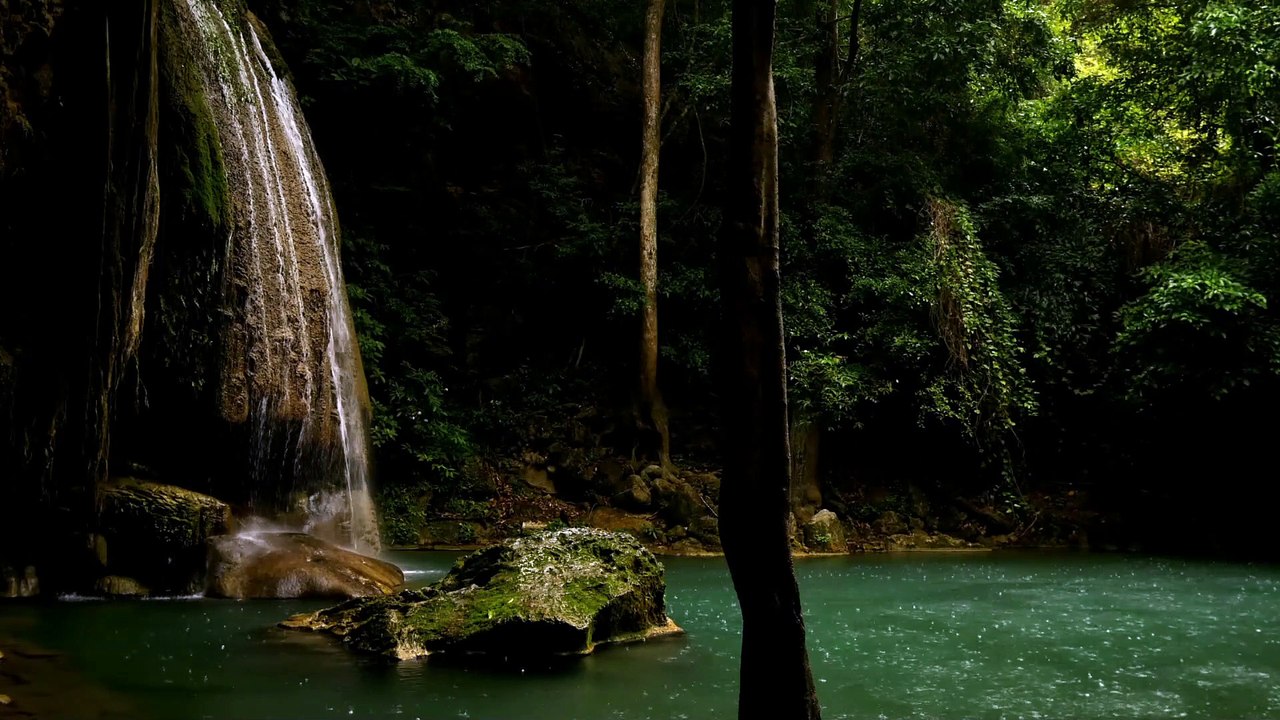 Relaxing rain in the forest. Sounds of nature to sleep and relax.