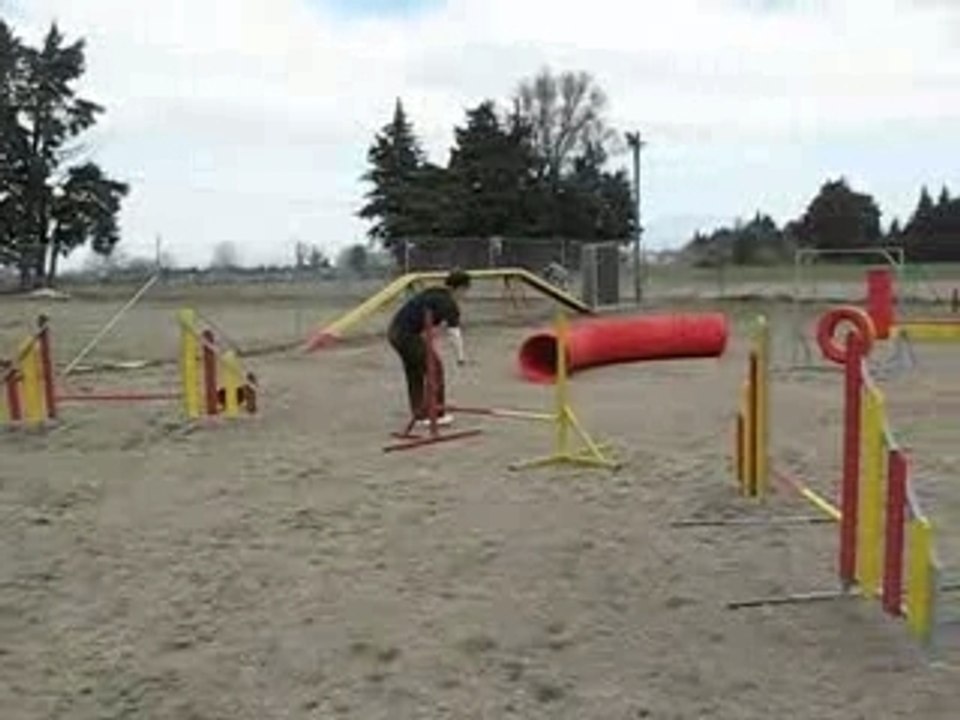 Topaze en séance agility