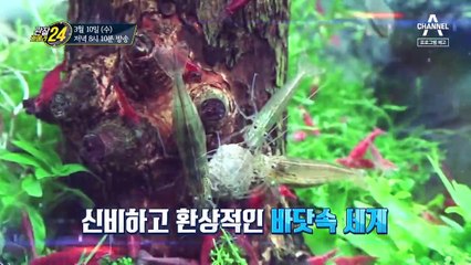 [예고] 신비하고 환상적인 바닷속 세계, 나만의 아쿠아리움을 만들다!