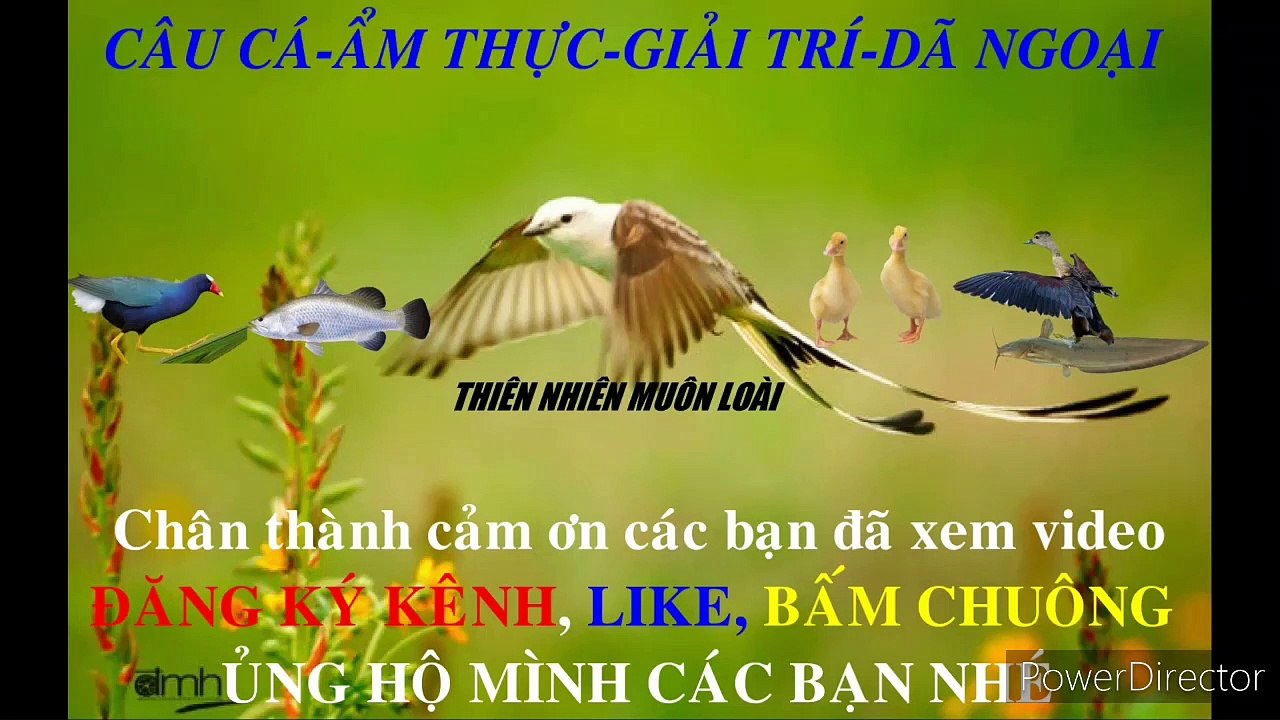 Youtube: Thiên Nhiên Muôn  Loài. Một ngày câu cá Tráp, cá Hanh toàn hàng khủng __ Thiên Nhiên Muôn Loài
