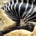 Amazing - Lion vs Zebra - Lion hunting zebra - Zebra escapes lion killing