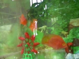 taiwan red parrot fish