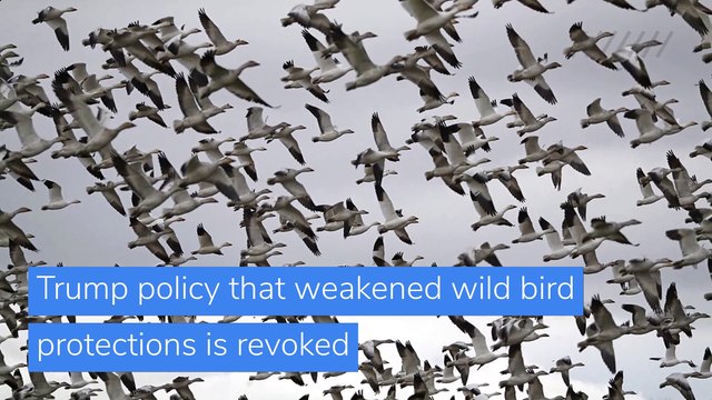 Trump policy that weakened wild bird protections is revoked, and other top stories in US news from March 09, 2021.