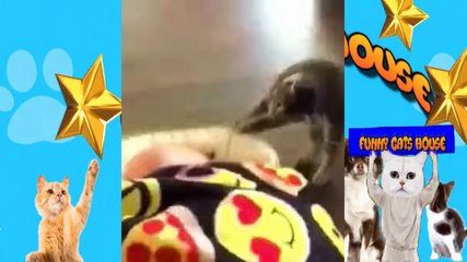 Download Video: gatos odeiam bananas gatos contra bananas