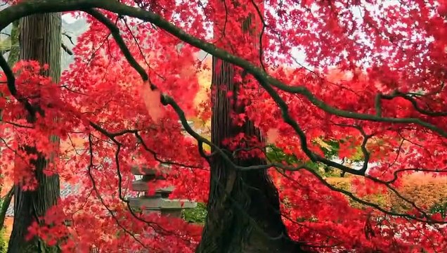 Relaxing Music for Sleep Meditation Mood Videos