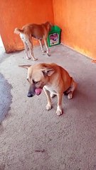 what is this dog doing??