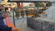 feeding 5 kg pumpkin to the wild monkey || monkey trying to attack
