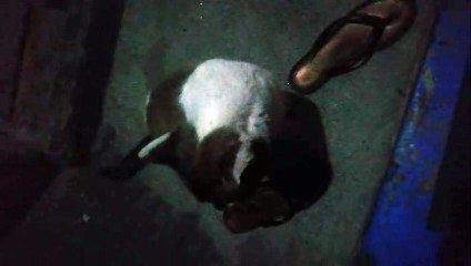 My Pet Cat