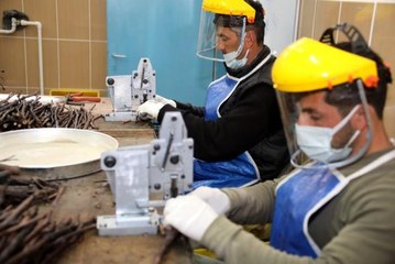 Tokat bağ yaprağı fidanı taleplerine yetişmeye çalışıyorlar