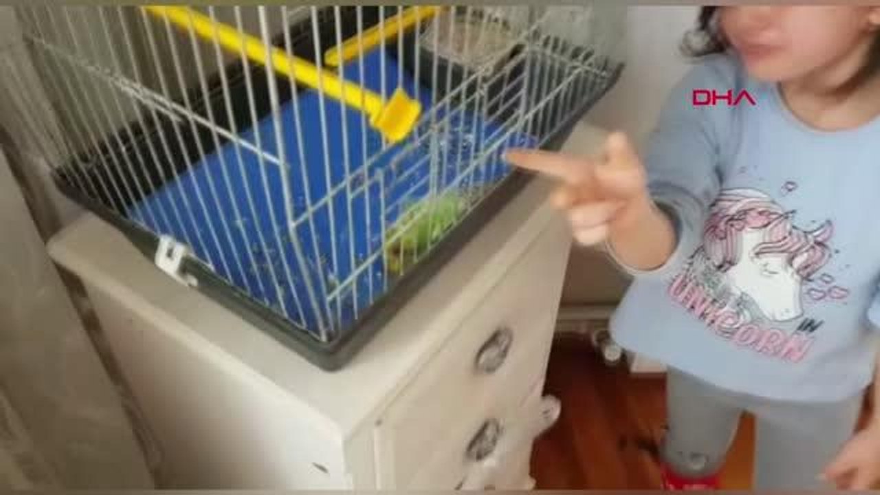 BURSA Muhabbet kuşu ölen minik Defne'yi teselli etmek mümkün olmadı
