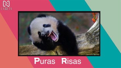 LOS MEJORES VIDEO PARA MORIR DE LA RISA EN MARZO 2021