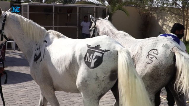 An artist that specialises in horse hair clipping art