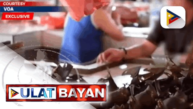 Higit 100 paniki sa bansa, nagpositibo sa coronavirus; mga eksperto, gusto ring pag-aralan ang mga Pinoy na may exposure o kumakain ng paniki