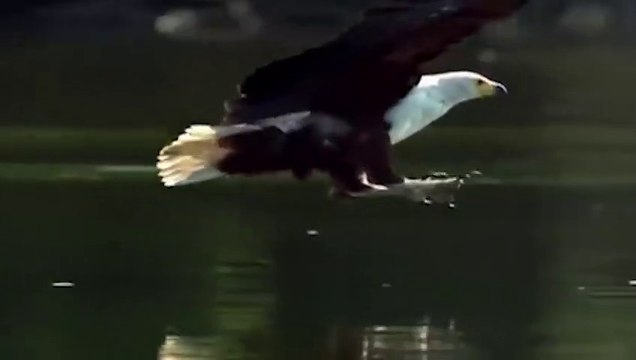 Most Spectacular EAGLES and Raptors Attacks! Eagle vs Wolf, Goat, Snake, Monkey, & other Animals
