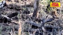 Mongoose vs Cobra Snake Epic Battle - Honey Badger vs Rock Python and other Animals