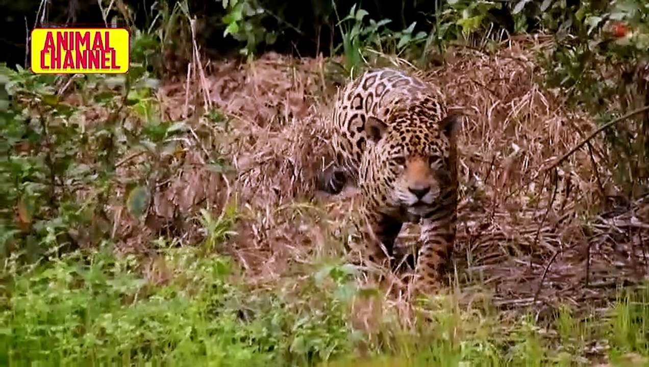 The JAGUAR, The Strongest Big Cat Jaguar vs Crocodile, Monkey, Capybara, Pig and other Animals