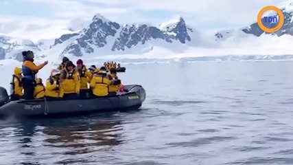 Un manchot échappe à un orque en sautant dans un bateau